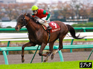 2011年12月ステイヤーズステークス（Ｇ２）